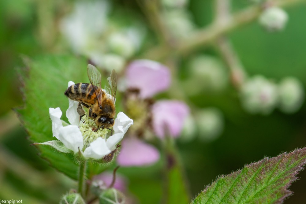 N7 abeille comune.JPG