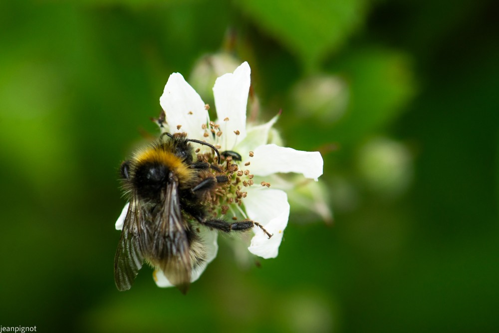 N6 bourdon commun_001N6 bourdon commun.JPG