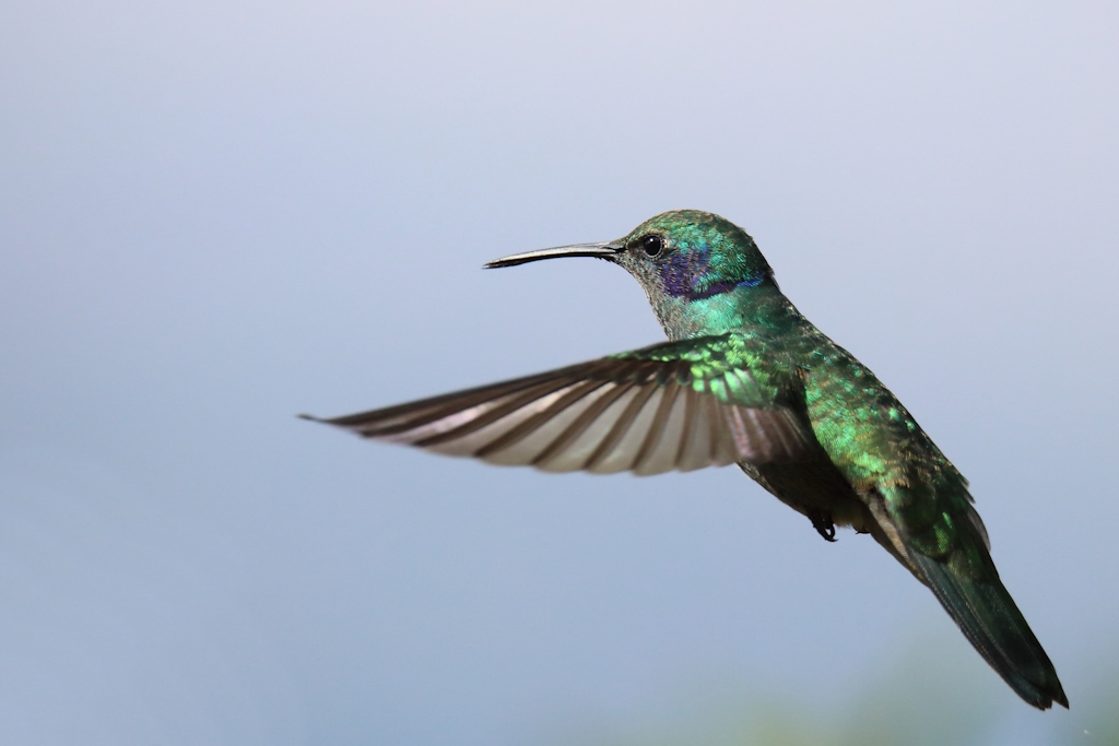 03 Colibri cyanote.JPG