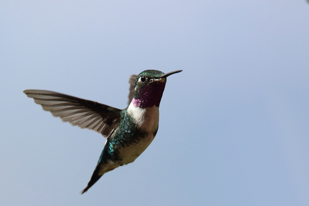 05 Colibri de Mulsant.JPG