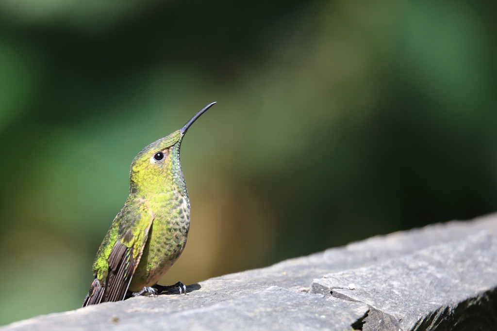 08 Colibri jacobin.JPG