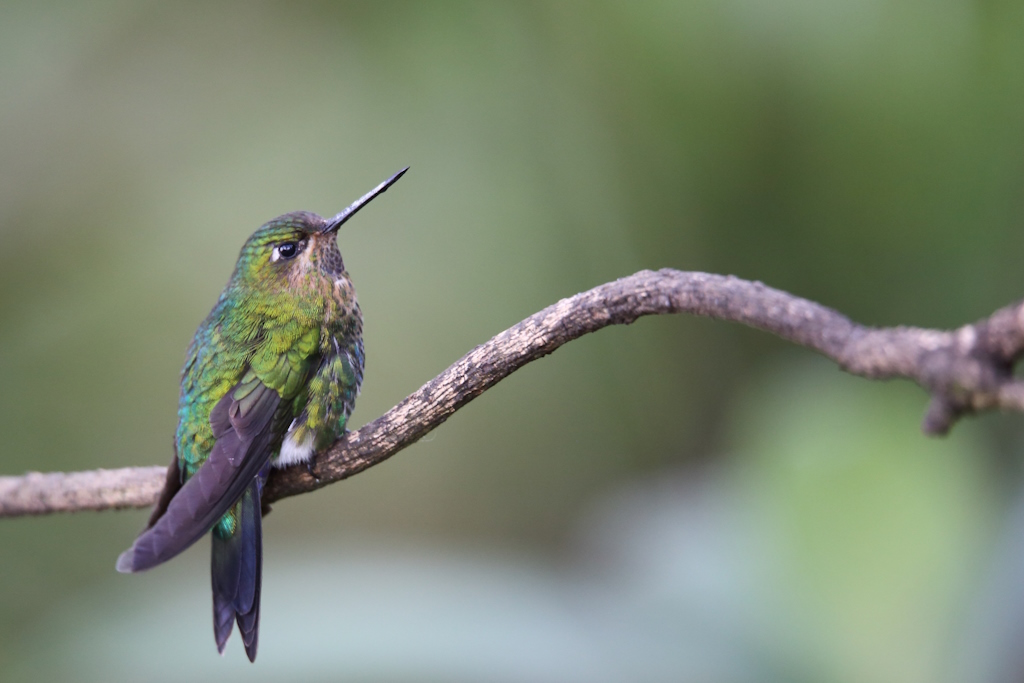 12 Erionne d'Aurélie.JPG