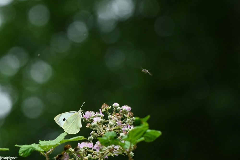 N2 pieride du chou_001N2 pieride du chou.JPG