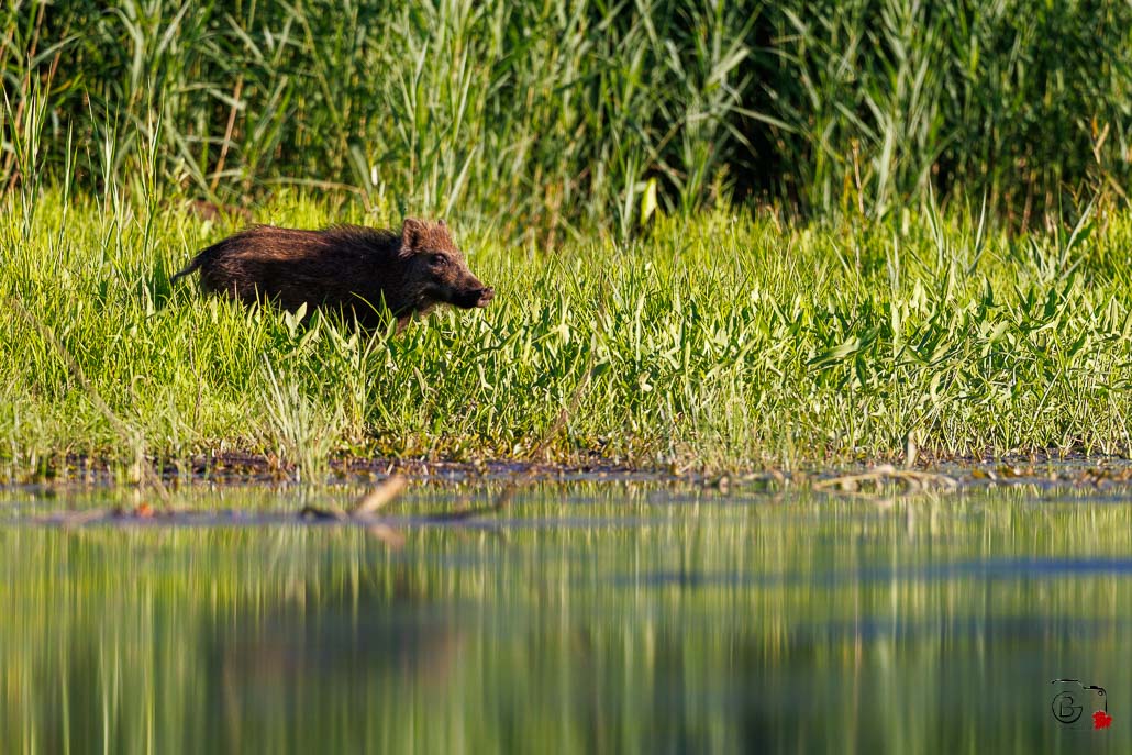 Sanglier (Sus scrofa) Wild boar-144.jpg