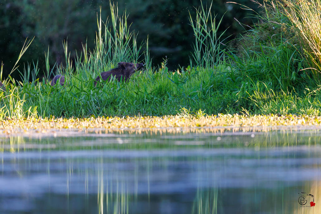 Sanglier (Sus scrofa) Wild boar-146.jpg