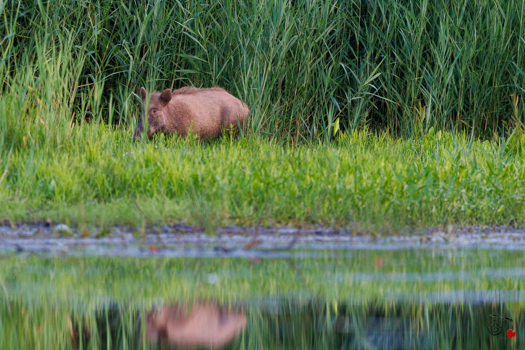 Sanglier (Sus scrofa) Wild boar-150.jpg