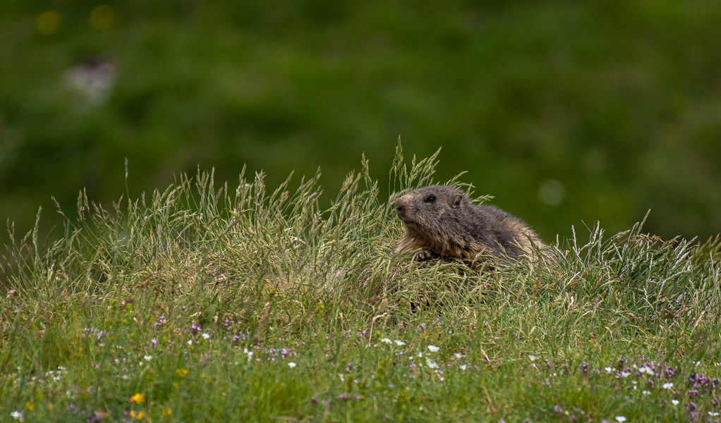 -61- Marmotte (1 sur 1).jpg