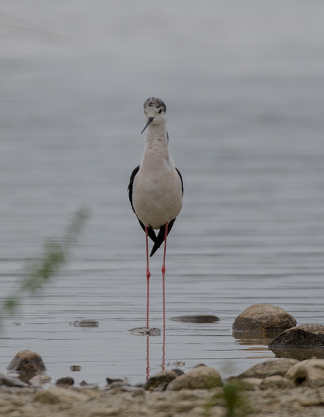 -65- Echasse blanche (1).jpg