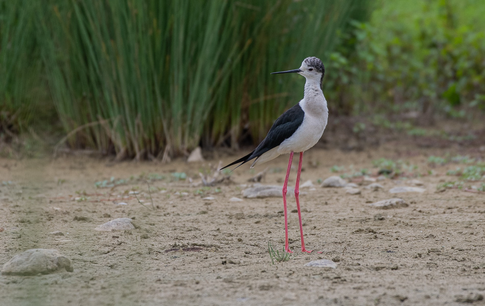 -65- Echasse blanche (2).jpg