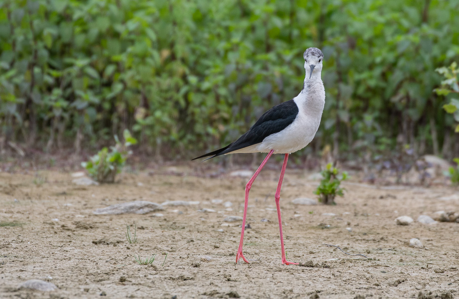 -65- Echasse blanche (4).jpg