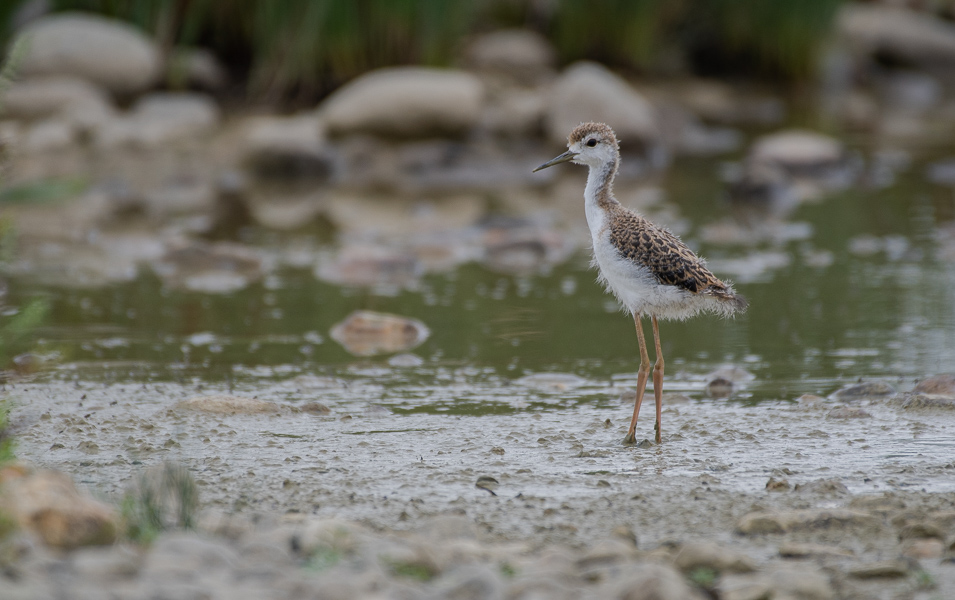 -69- Echasse blanche juvénile (1).jpg