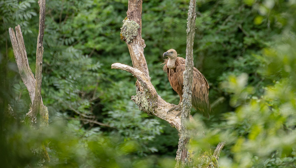 Vautour (1 sur 1).jpg