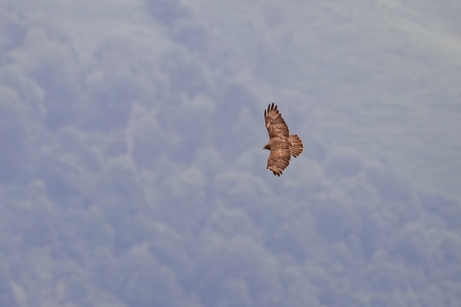 -72- Aigle royal.jpg