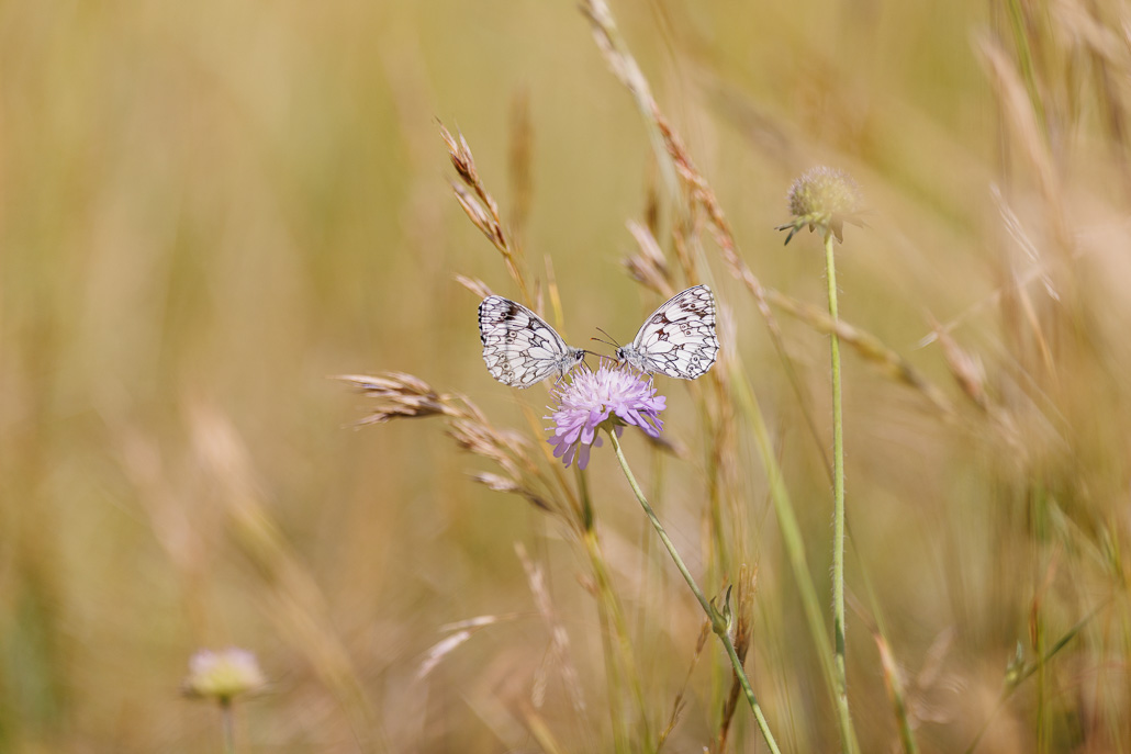 Demi-deuil (Melanargia galathea)-45.jpg