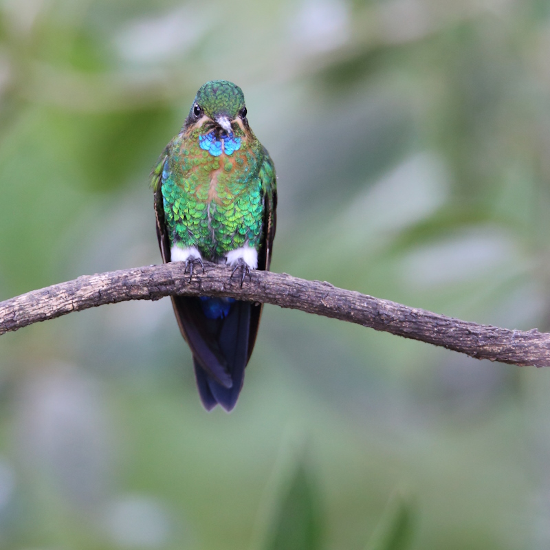 13 Erione pattue.JPG