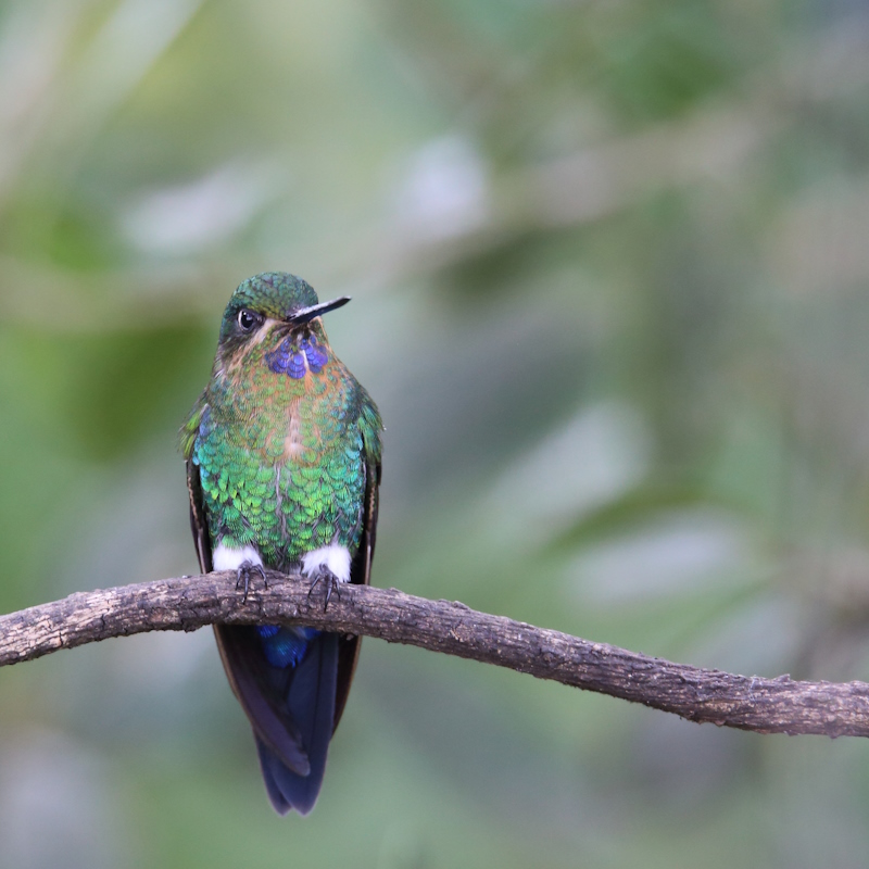 14 Erione pattue.JPG