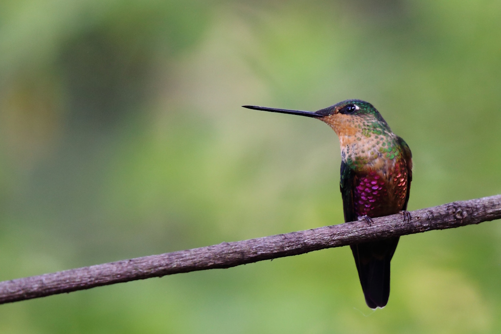 15 Métallure émeraude.JPG