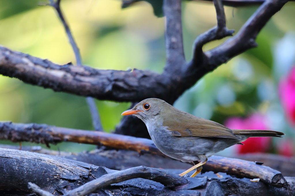 17 Grive à bec orange.JPG