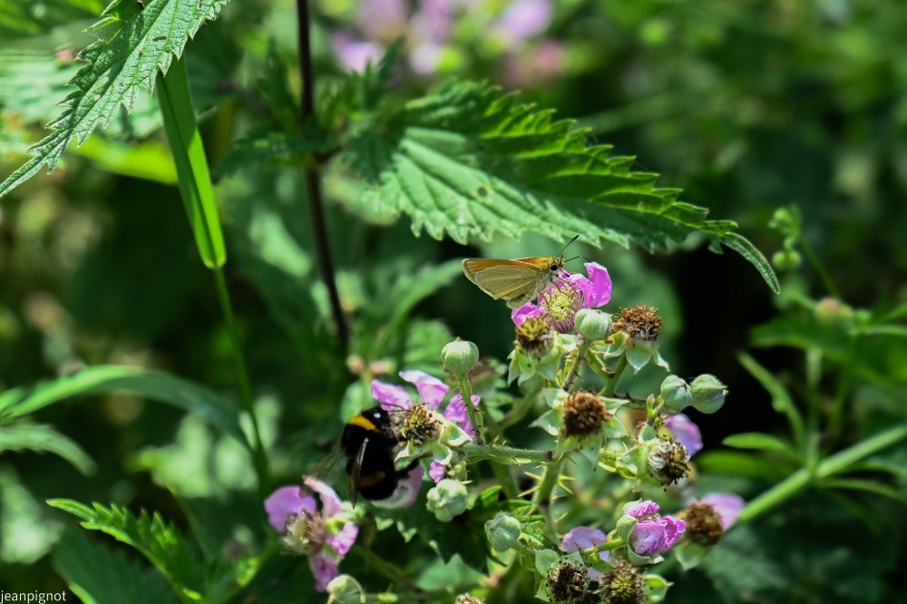 N12 Héspéri et bourdon terrestre.JPG