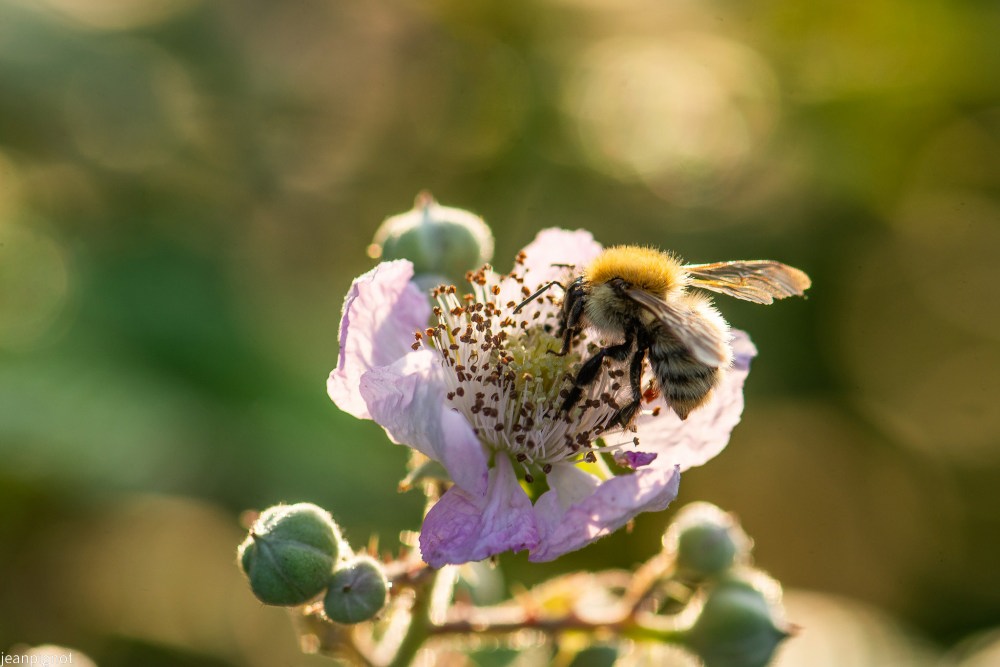 N10 bourdon des champs.JPG