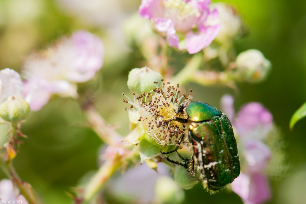 N8 cetoine dorée.JPG