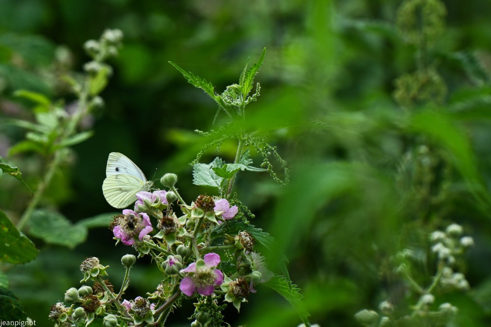 N5 pieride du chou (3).JPG