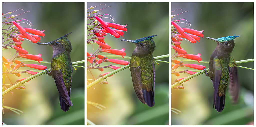 triptyque_iridescence.jpg