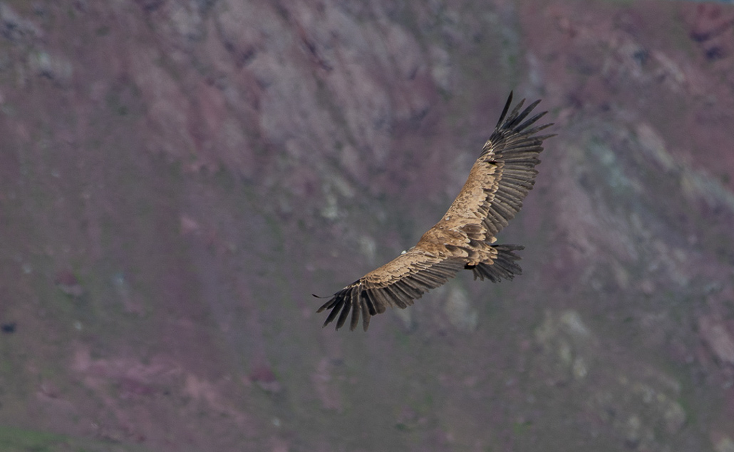Balade solo vers Cuyalaret (9 sur 11).jpg
