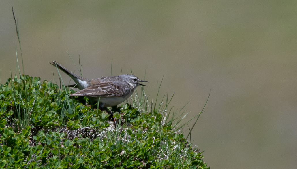 Balade solo vers Cuyalaret (11 sur 11).jpg