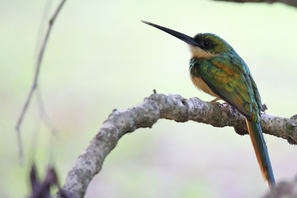 36 Jacamar à queue rousse.JPG