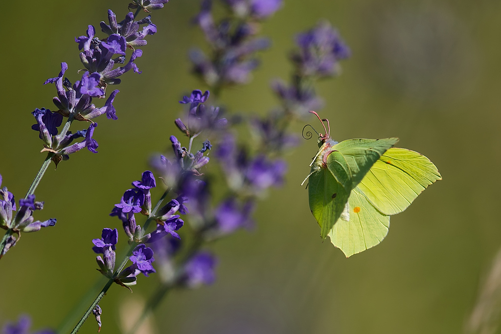 DSC_9487_DxO.jpg