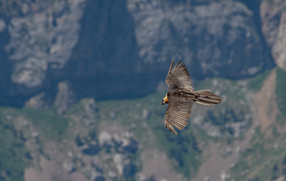 -96- Gypaète barbu (1 sur 1).jpg