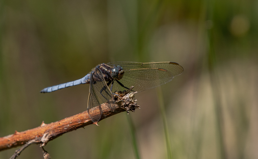 Libellule. Orthetrum Coerulescens. Orthetrum bleuissant (1).jpg