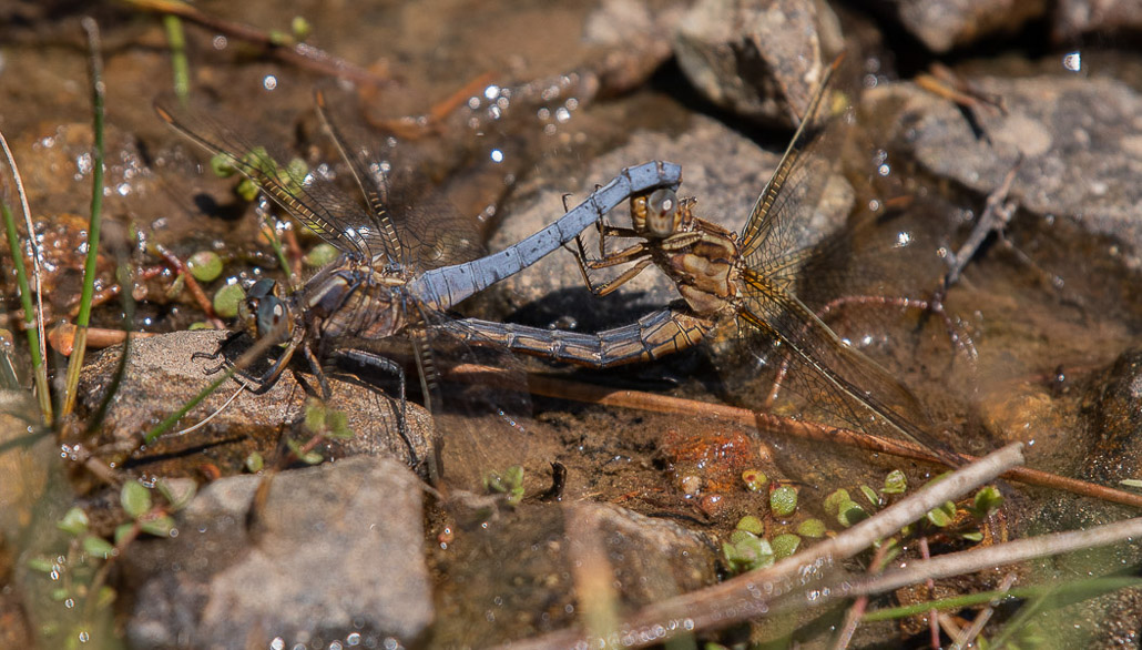 Libellule. Orthetrum Coerulescens. Orthetrum bleuissant (4).jpg