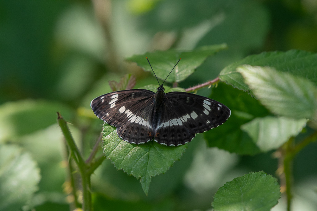 Papillon. Petit Sylvain.jpg