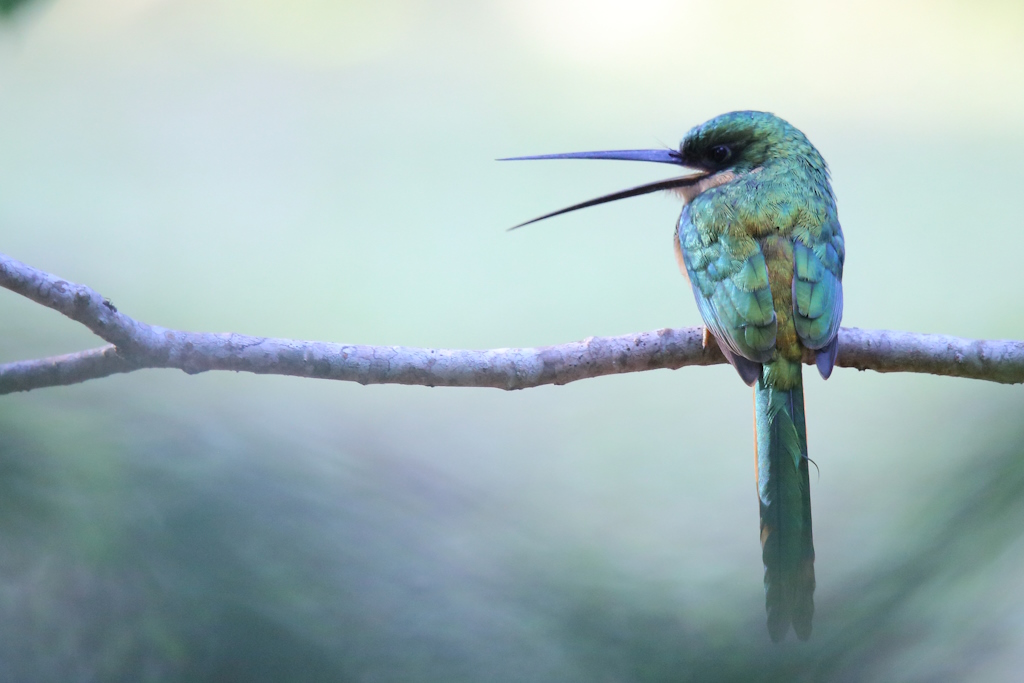 37 Jacamar à queue rousse.JPG