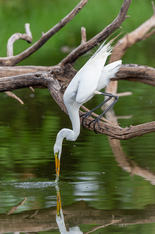 narcisse_Grande_Aigrette.jpg