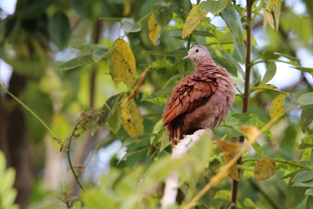 49 Colombe rousse.JPG