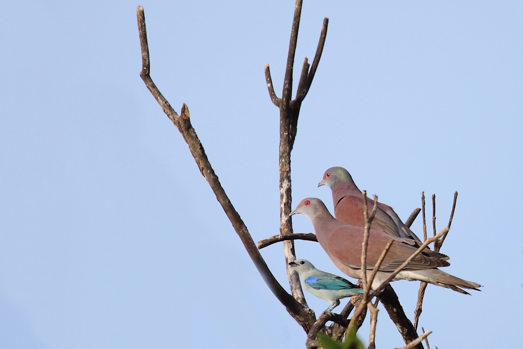 51 Pigeon rousset.JPG