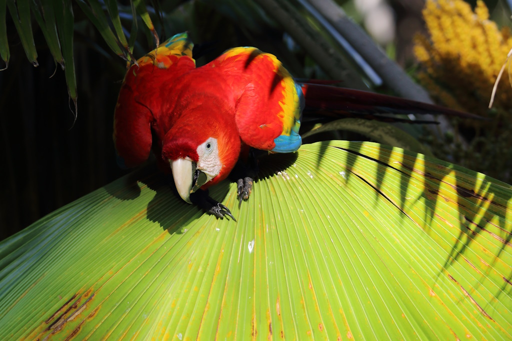 54 Ara chloroptère.JPG