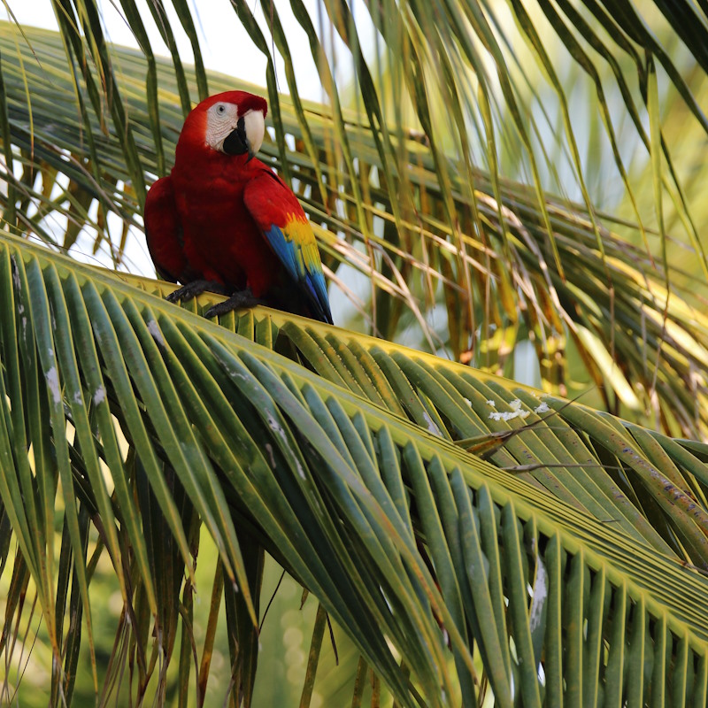 55 Ara chloroptère.JPG