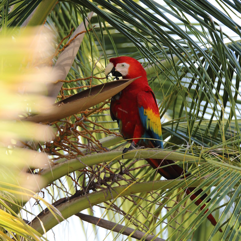 56 Ara chloroptère.JPG