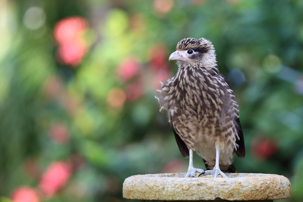 61 Caracara à tête jaune.JPG