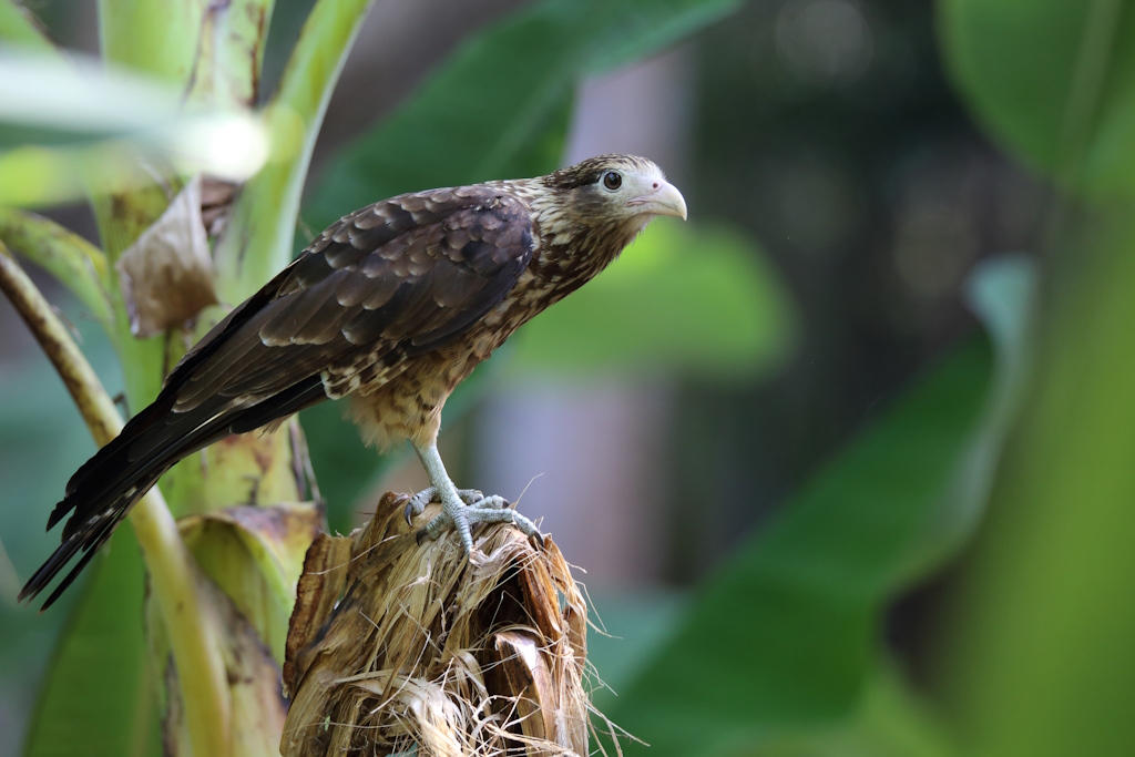 63 Caracara à tête jaune.JPG