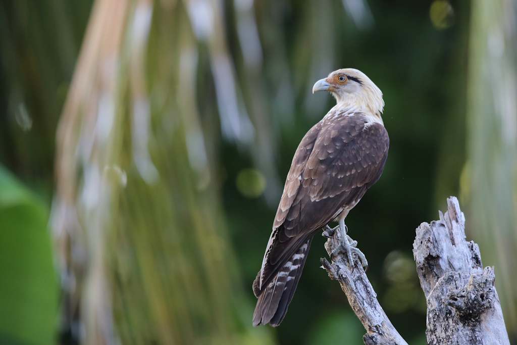 64 Caracara à tête jaune.JPG