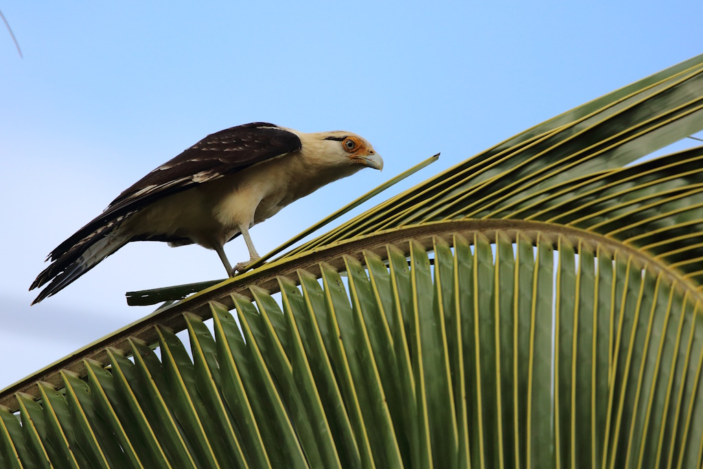 67 Caracara à tête jaune.JPG
