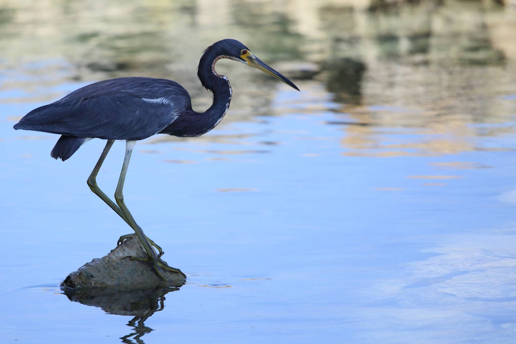 68 Aigrette bleue.JPG