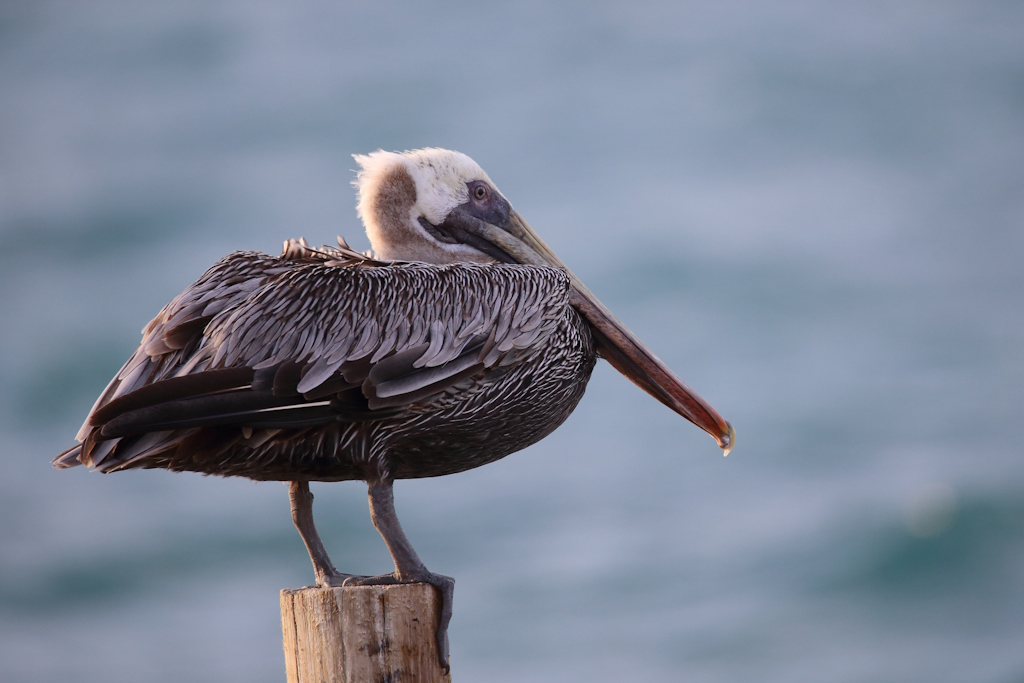 69 Pélican brun.JPG