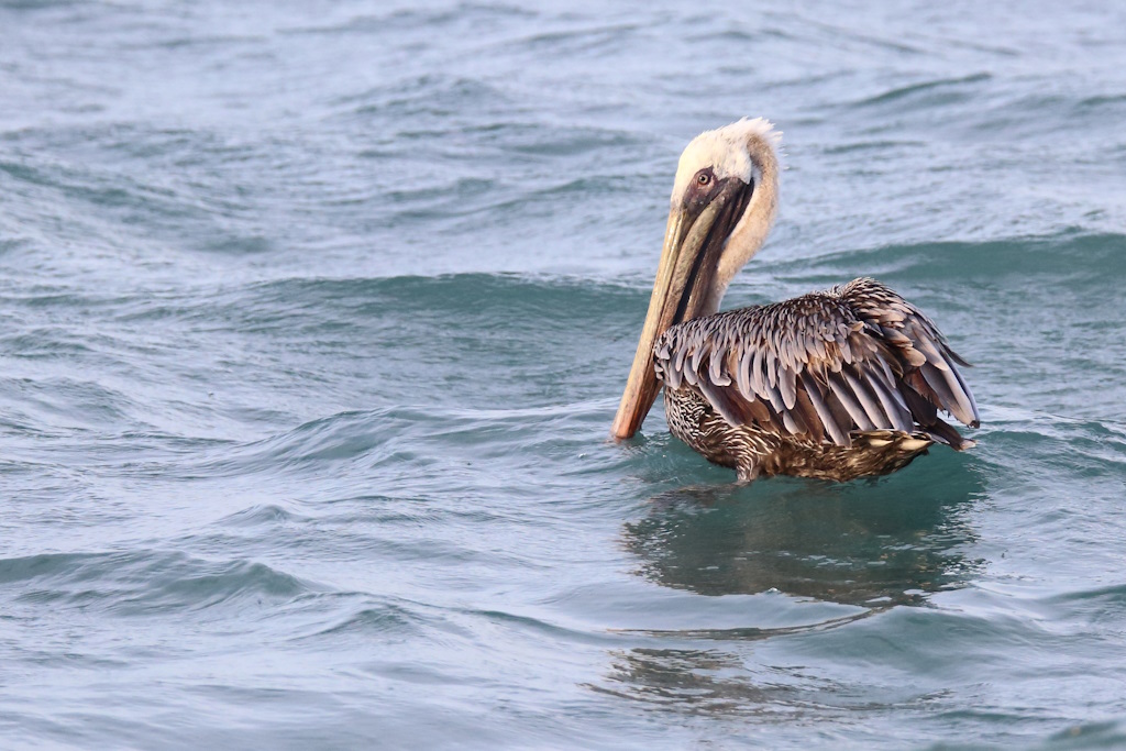 71 Pélican brun.JPG