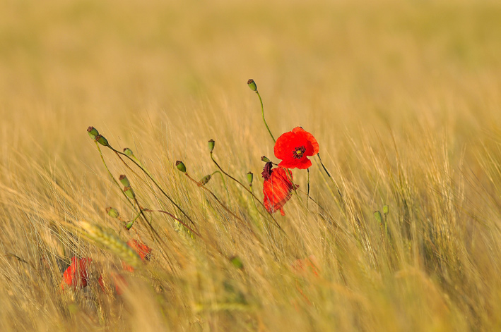 ble-et-coquelicots.jpg